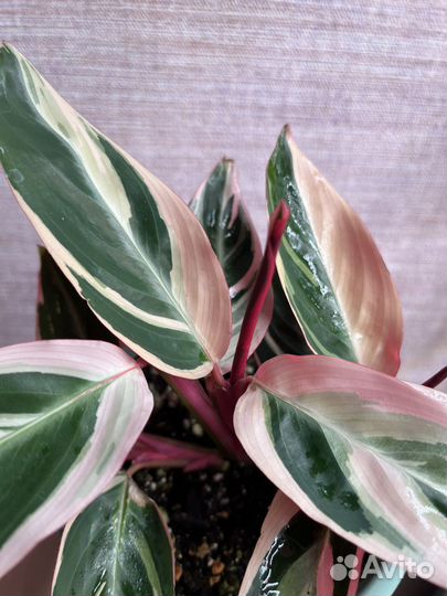 Строманта триколор