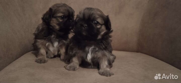 Щенки пекинеса