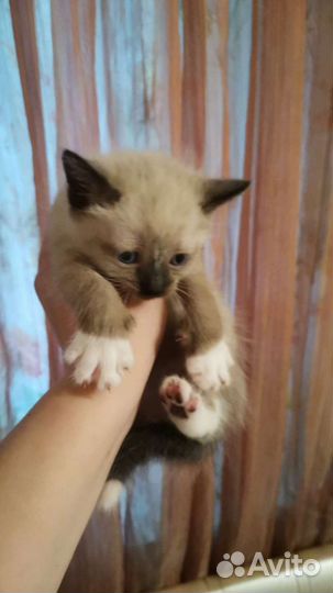 Сиамская кошечка