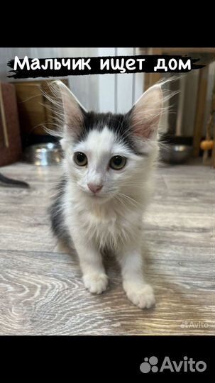 Котенок