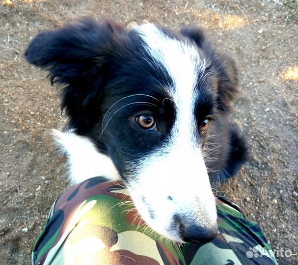 Бордер колли щенок