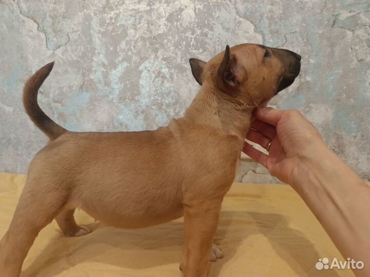 Стандартный бультерьер