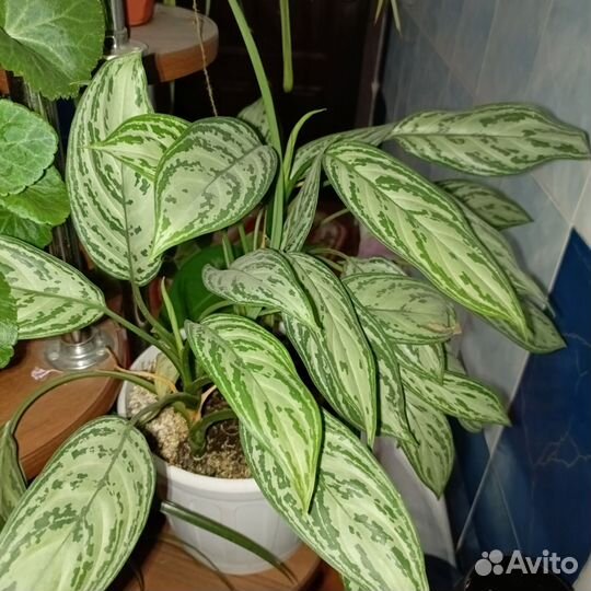 Комнатные цветы,Педилантус, аглонема и др