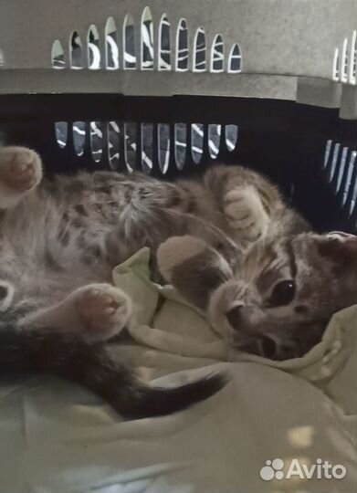 Котенок, мальчик 2,5 месяца