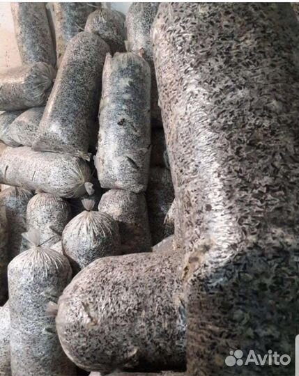 Грибные блоки отработанные