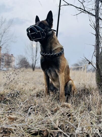 Вязка Малинуа