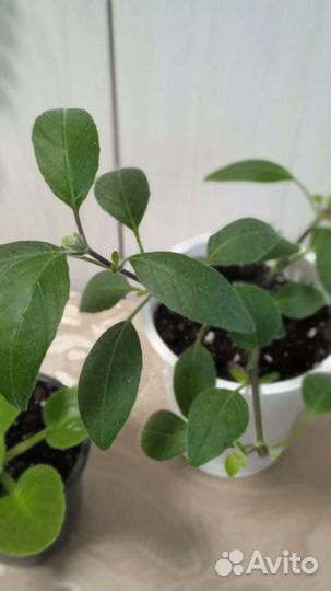 Комнатные цветы