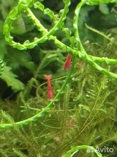 Креветки красный огонь и кардиналы