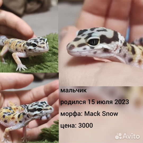 Ящерица, эублефар
