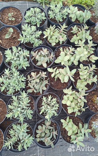 Неприхотливые многолетники для сада