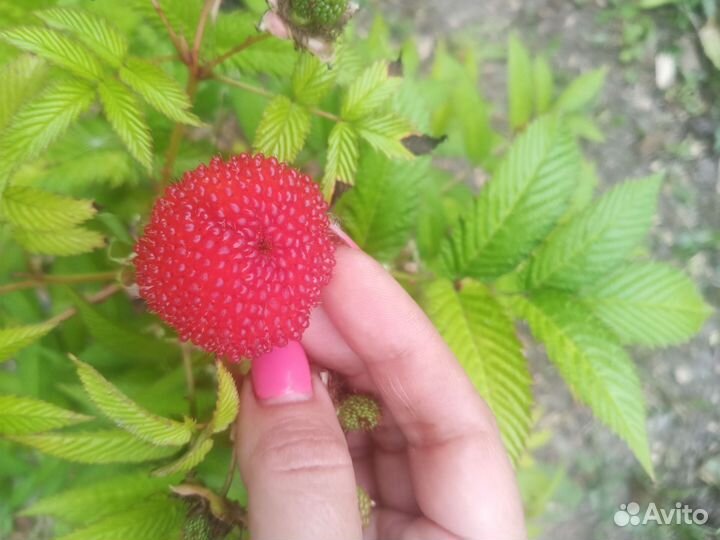 Малина тибетская