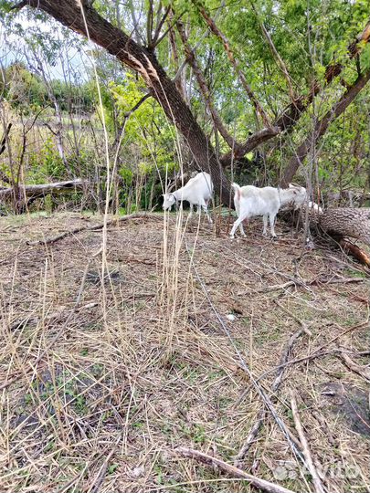 Домашние животные