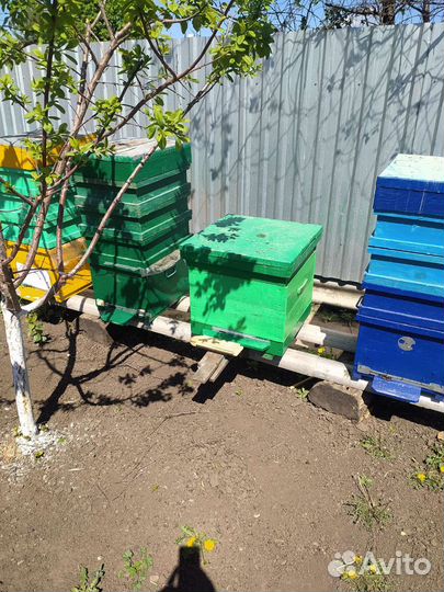 Пчелы и улья