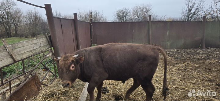 Бык на мясо