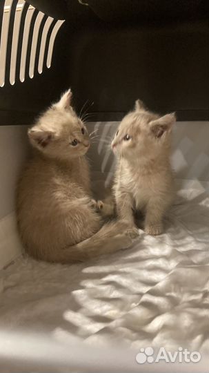 Котята в добрые руки бесплатно