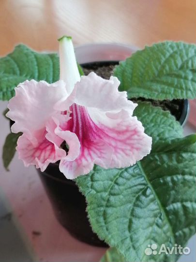 Стрептокарпусы