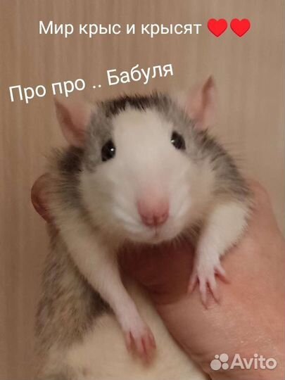 Крыса Крысёнок Сиамская девочка 3 мес