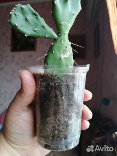 Кактус опунция отводки