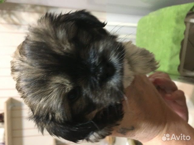 Продам щенков пекинеса