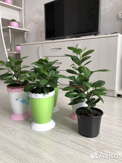 Фикус Маклеин