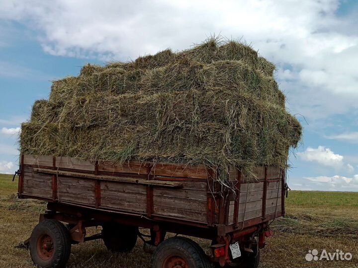 Луговое сено в тюках