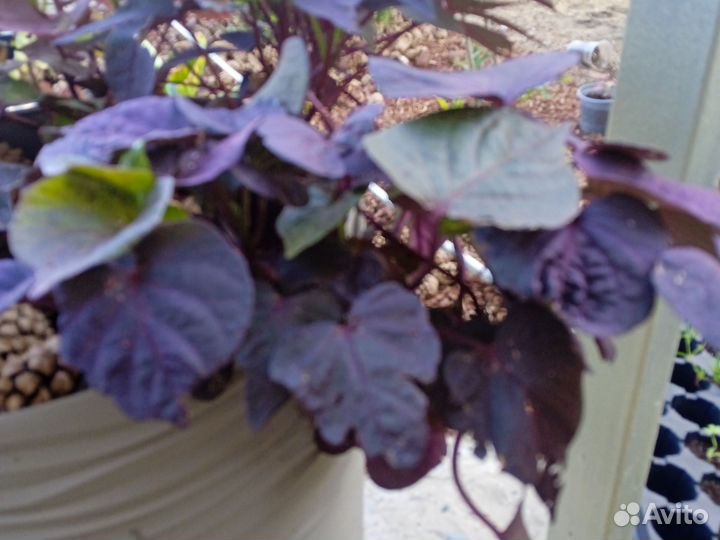 Ипомея батат