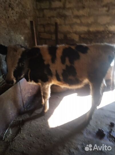 Бычки и быки