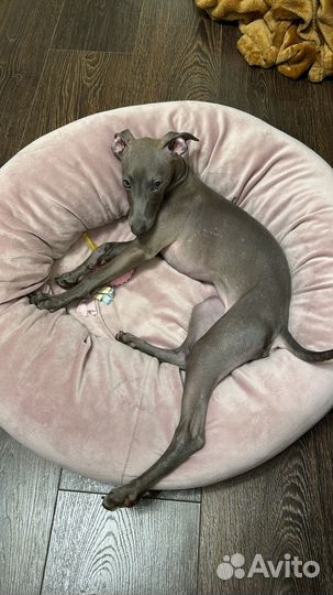 Щенок Левретки. (Итальянская карликовая борзая)