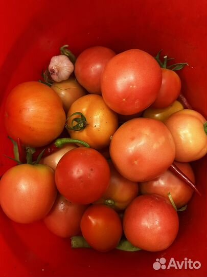 Помидоры, огурцы, перцы, баклажаны домашние