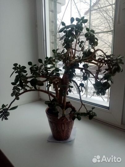 Денежное дерево