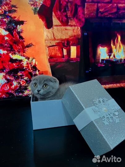 Шотландская вислоухая