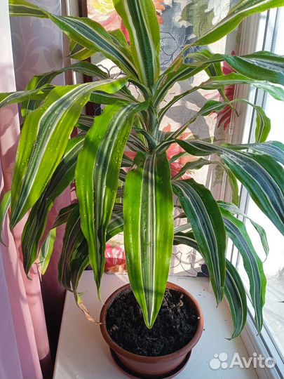 Комнатные цветы