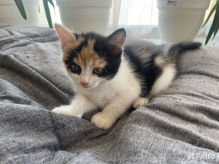 Котятки