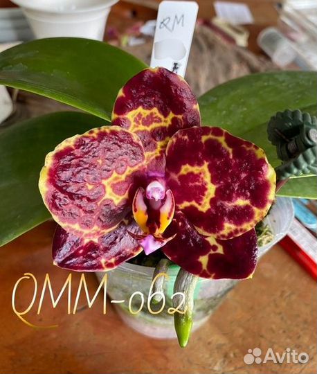 Орхидея Phal. QMM-062