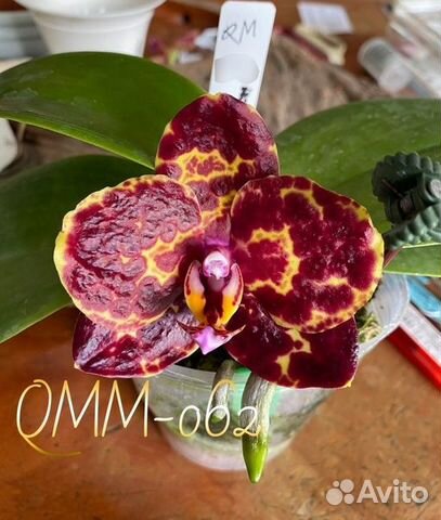 Орхидея Phal. QMM-062