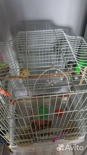 Певчий попугай