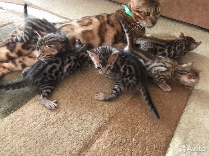 Бенгальские котята