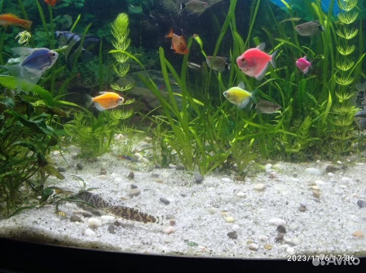 Аквариумная рыбка Боция