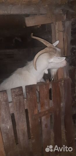Продам козу и козлят