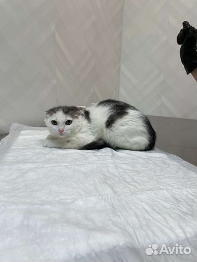 Нежной Сметанке (4 месяца) некуда идти