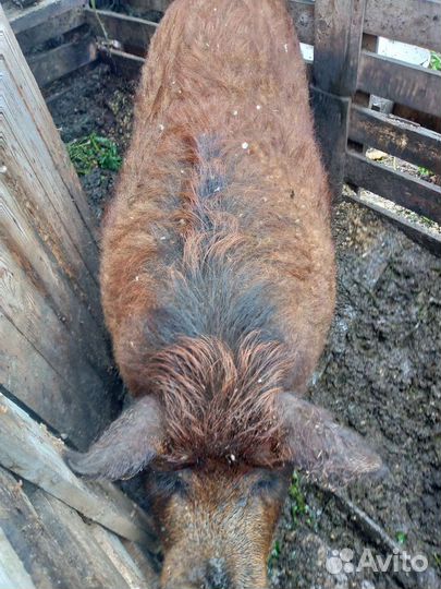 Продам хряка