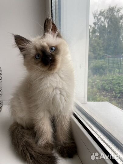 Невская Маскарадная