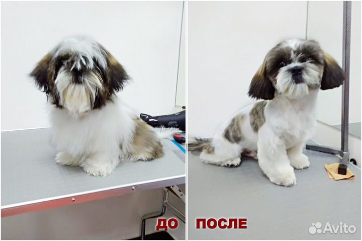 Стрижка собак