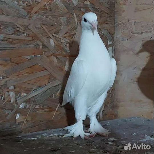 Продажа голубей