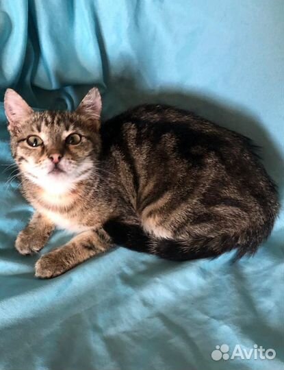 Молодая кошка окраса табби Маняша ищет дом
