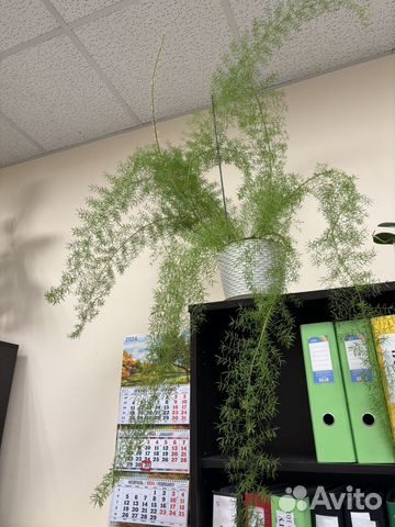 Аспарагус перистый купить в Санкт-Петербурге | Товары для дома и дачи ...