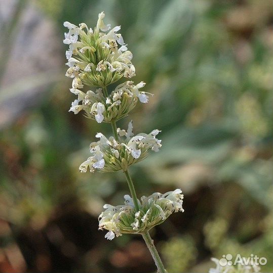 Котовник, разные виды, семена