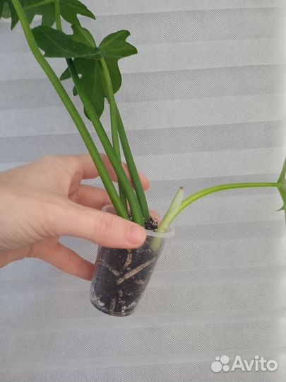 Филодендрон, сингониум