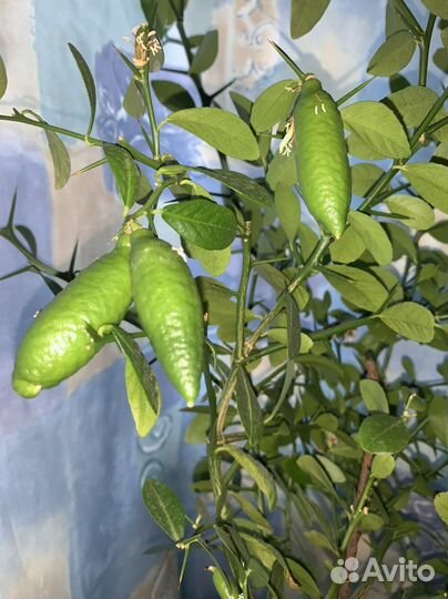 Пальчиковый лайм Faustrime