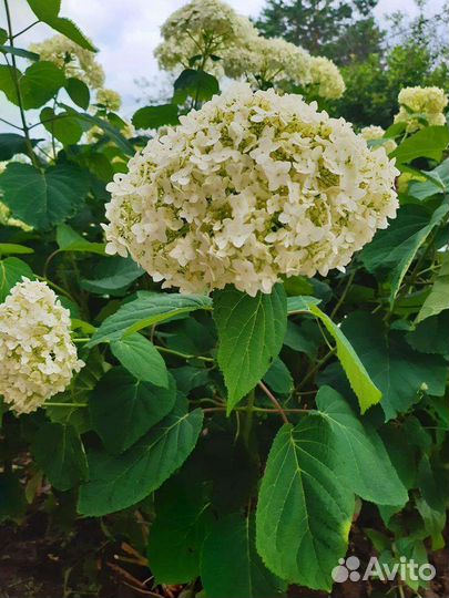 Многолетники из моего сада